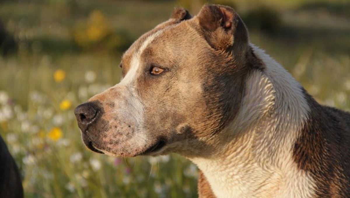 Perro ataca y mata a una niña de un año que se acercó a su comida en Estados Unidos 2 pibull 1