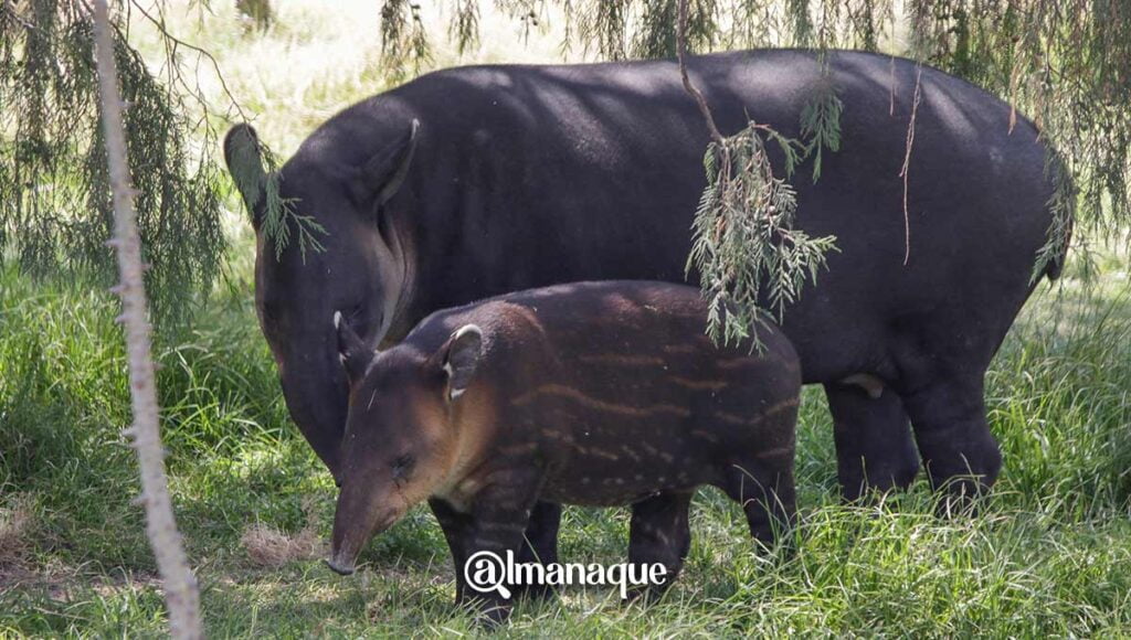 portada foto tapir 1
