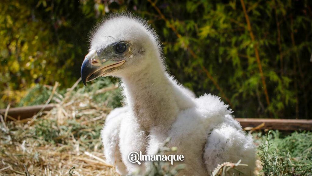 portada Aguila Real Africam