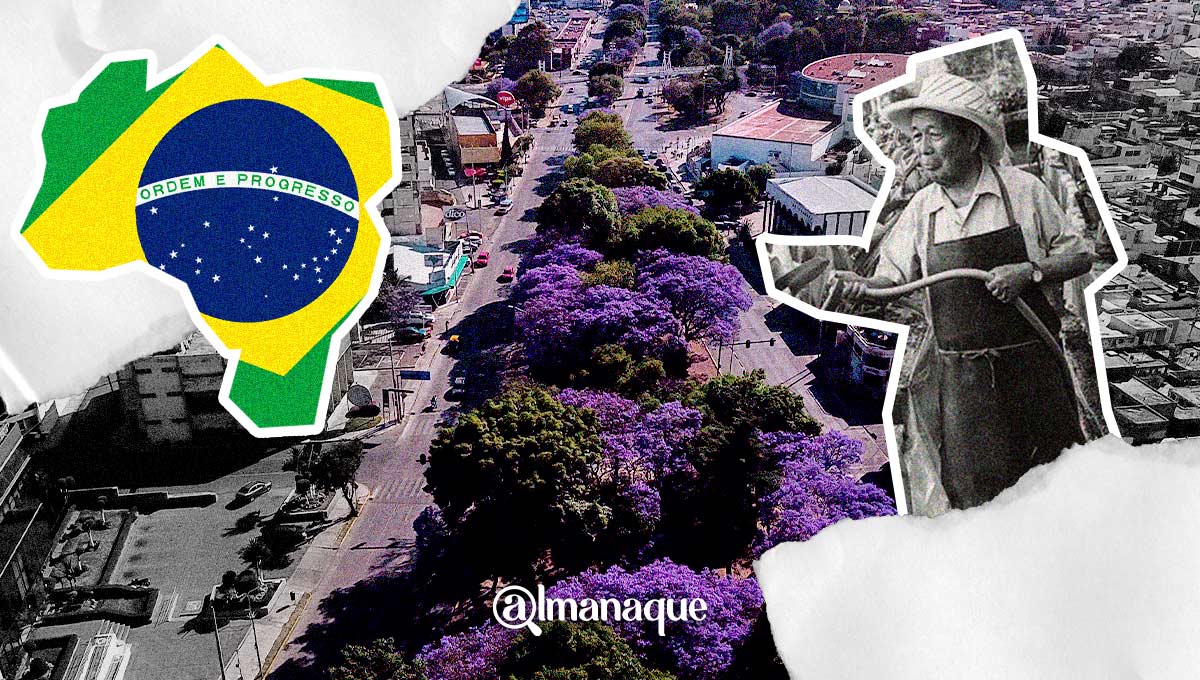 Gracias a este japonés podemos maravillarnos con las jacarandas en Puebla 7 portada Jacarandas Puebla