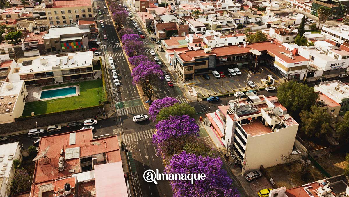 FOTOS/VIDEO: La mejor vista aérea de las Jacarandas de Puebla 9 portada Jacarandas