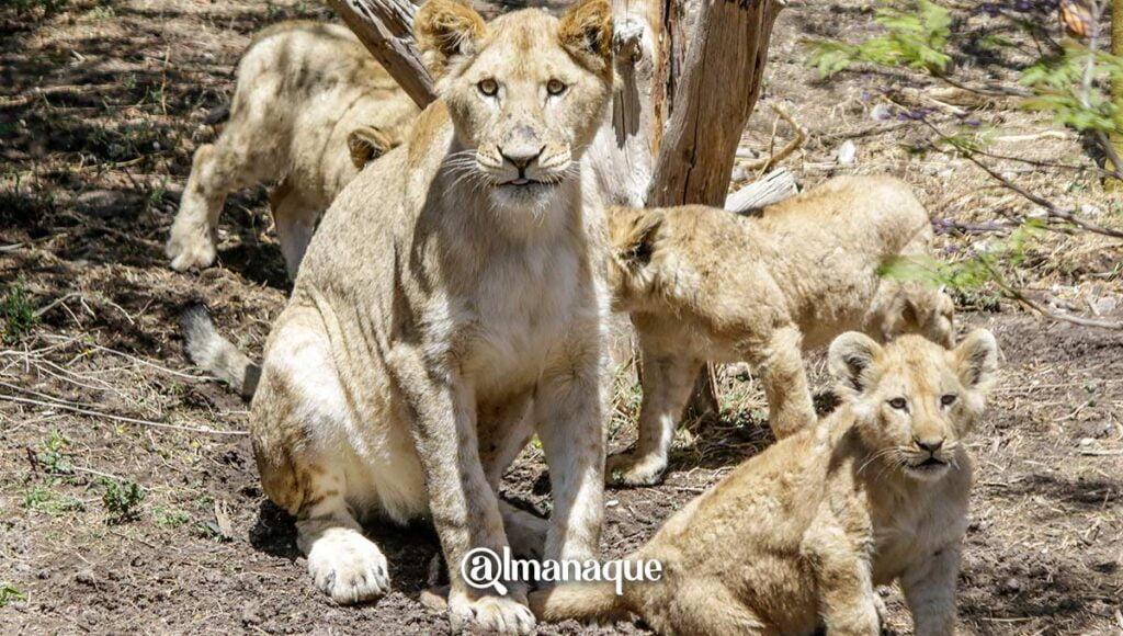 portada leones africam