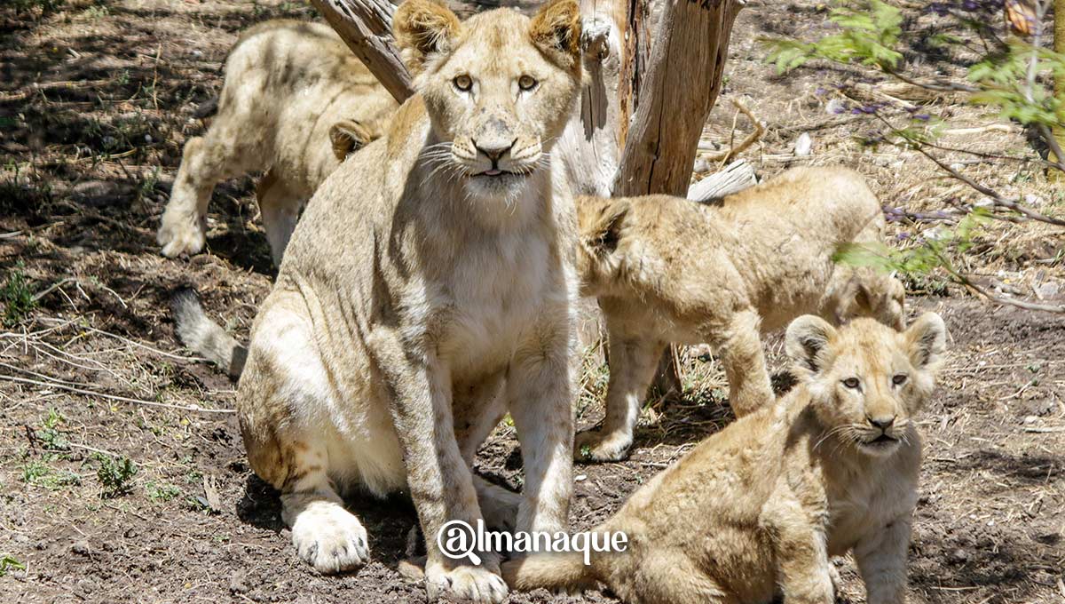 portada leones africam