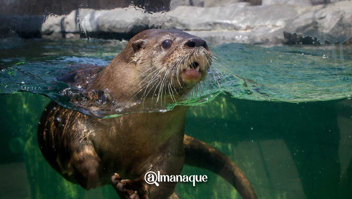 Acuario Michin Puebla rescata a cuatro nutrias bebés 6 portada nutrias