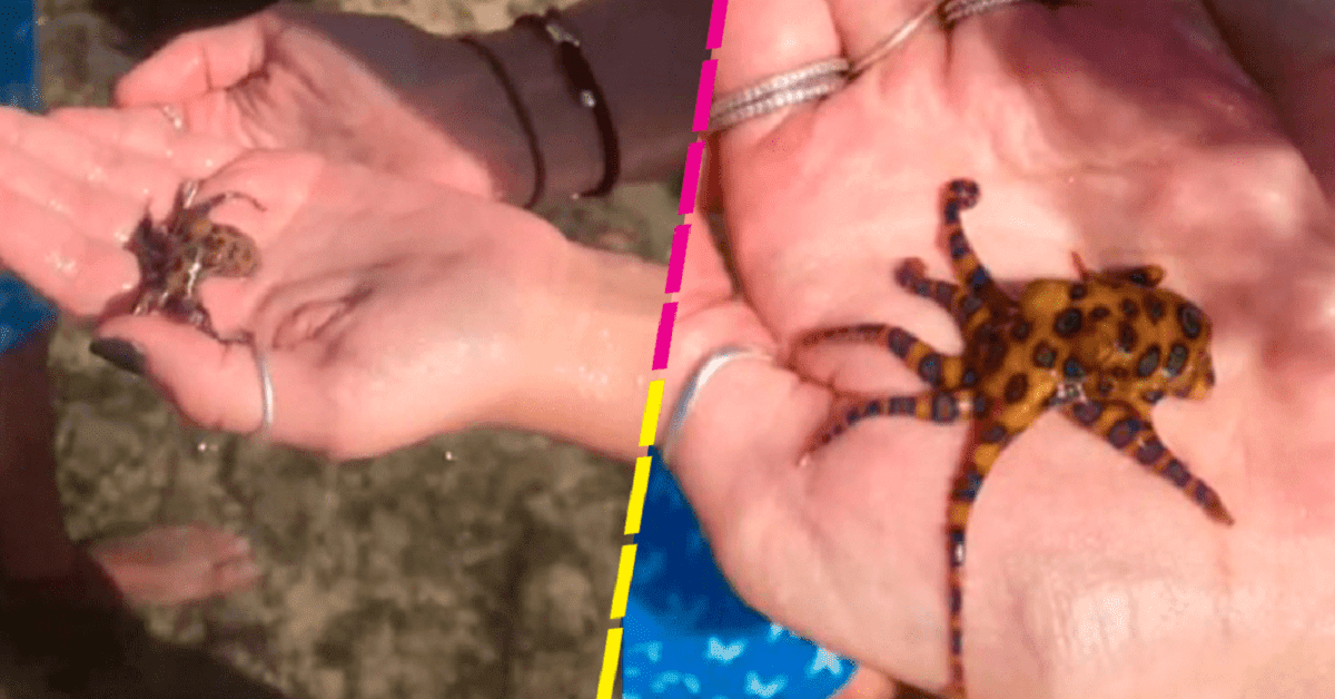 tiktoker juega con pulpo sin saber que era mas venenoso del mundo 1110x581 1