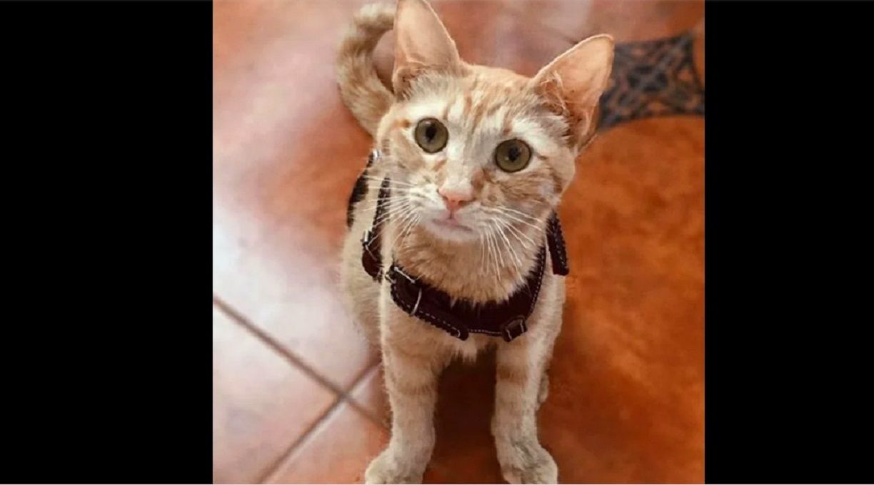 Mundo enfermo: Violan a una gatita en Veracruz 1 verite