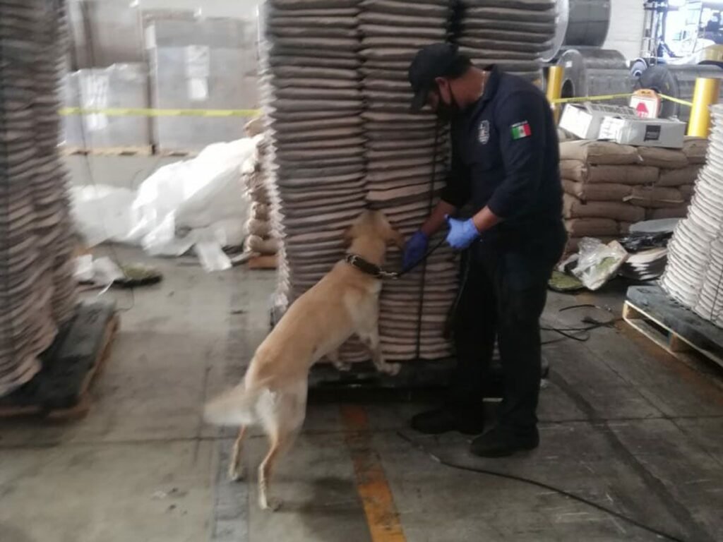 FOTOS: Hallan una tonelada de marihuana en respaldos de asientos de autos en Cdmx 7 2562369