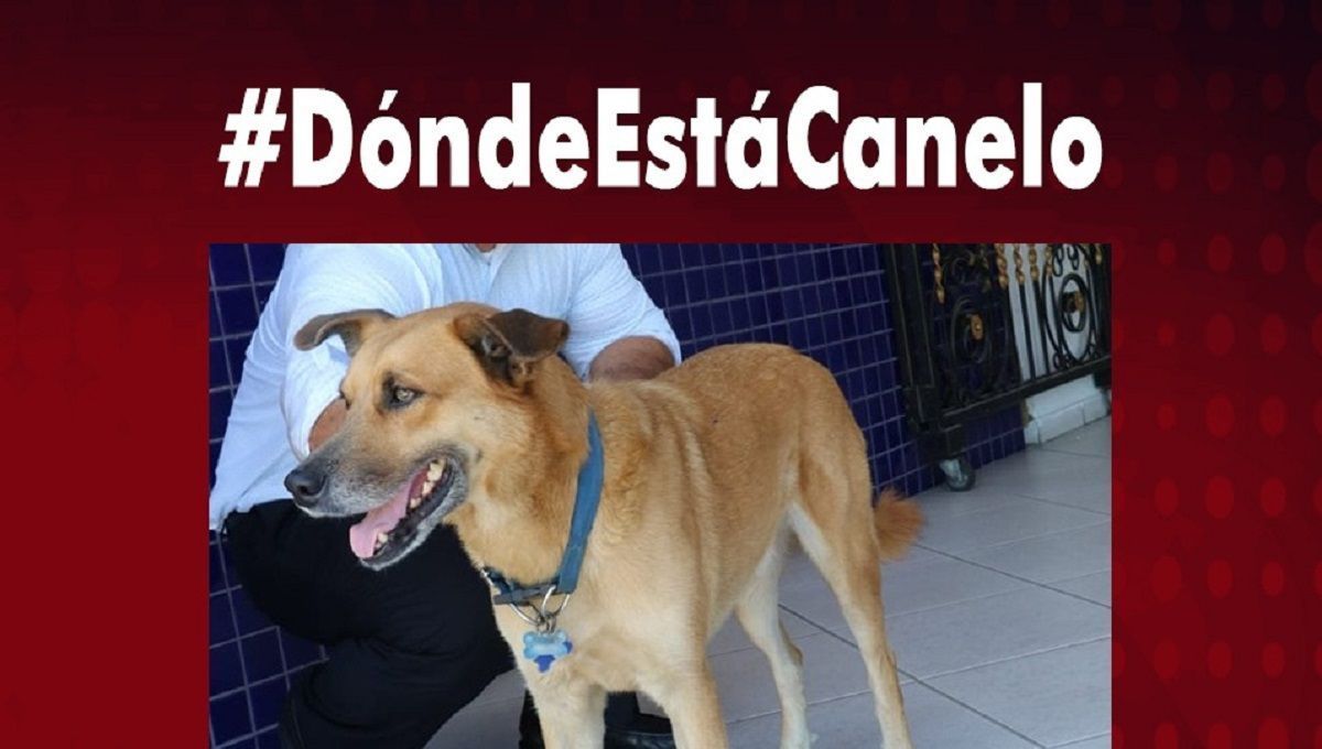 #DevuelvanACanelo: Desaparece el perro más famoso del Salvador 2 Canelo 1