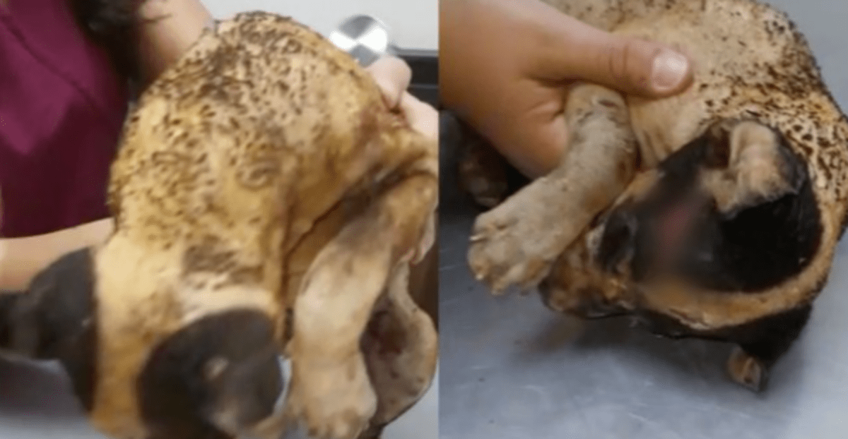 Inhumano: Adolescentes queman vivo a un cachorro "por diversión" 2 Huitzillin1