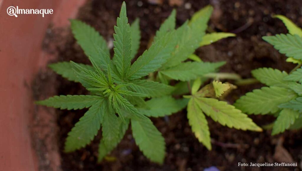 Movimiento Cannabico Puebla 1