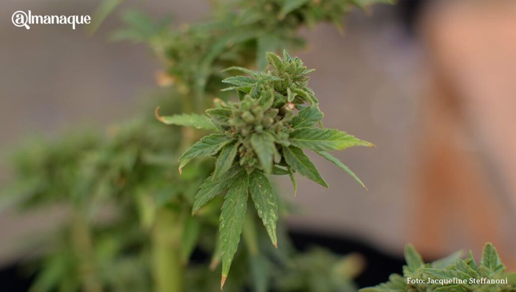 Movimiento Cannabico Puebla 2