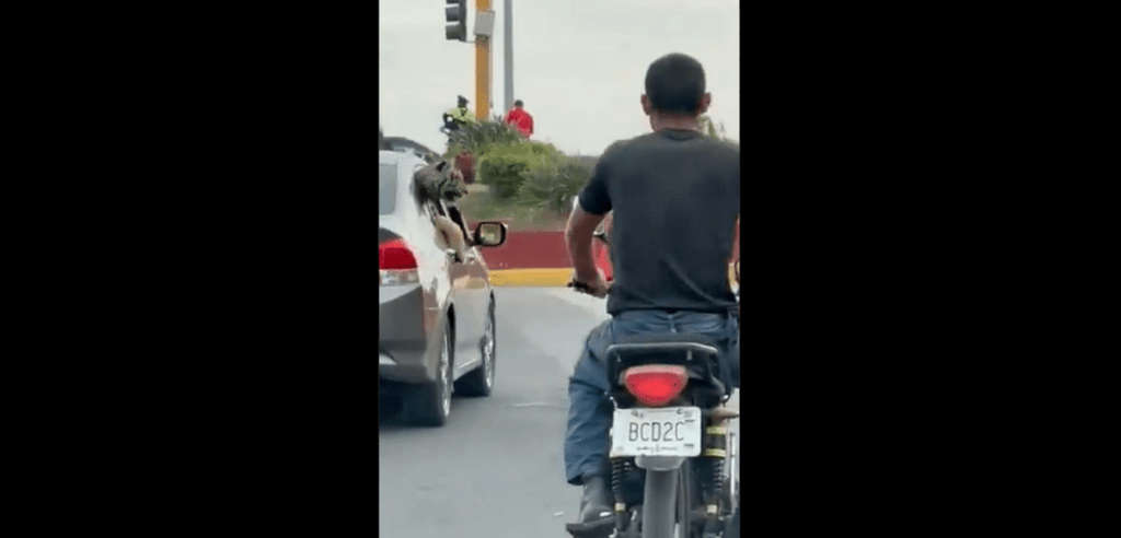 Pasean a tigre de bengala en auto mazatlan