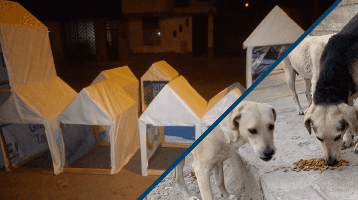 FOTOS: Convierten propaganda electoral en casitas para perros 🐶 2 casas