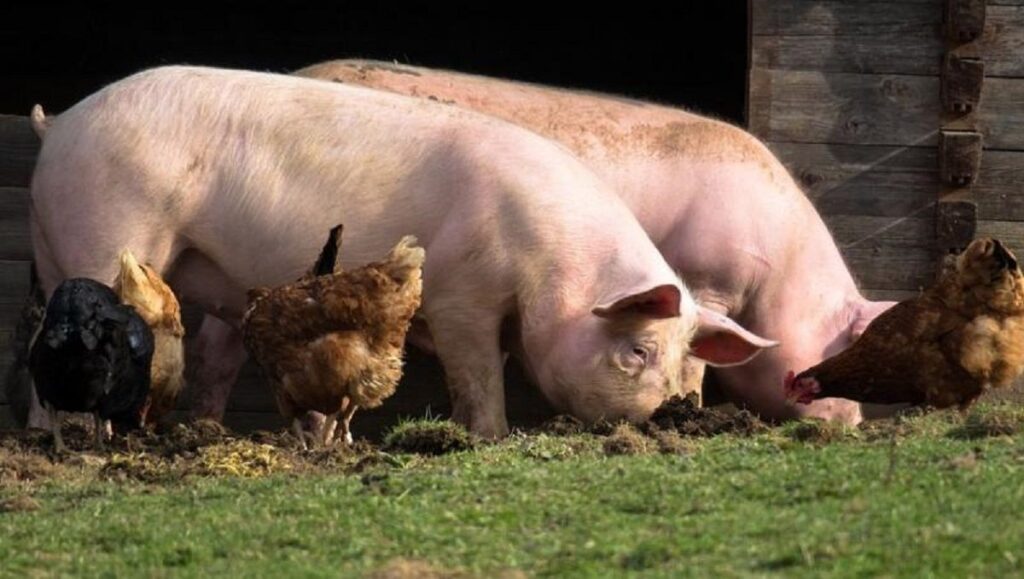 cortan pene alimentan cerdos