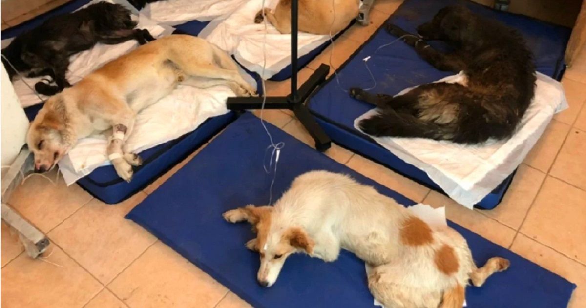 envenenan a nueve perros en estado de