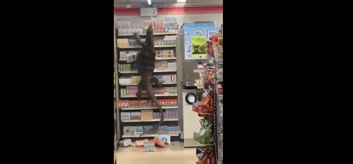 VIDEO: "Godzilla es real", dicen tras aparición de lagarto de dos metros en tienda de Tailandia 2 lagarto de 2 metros en Tailandia