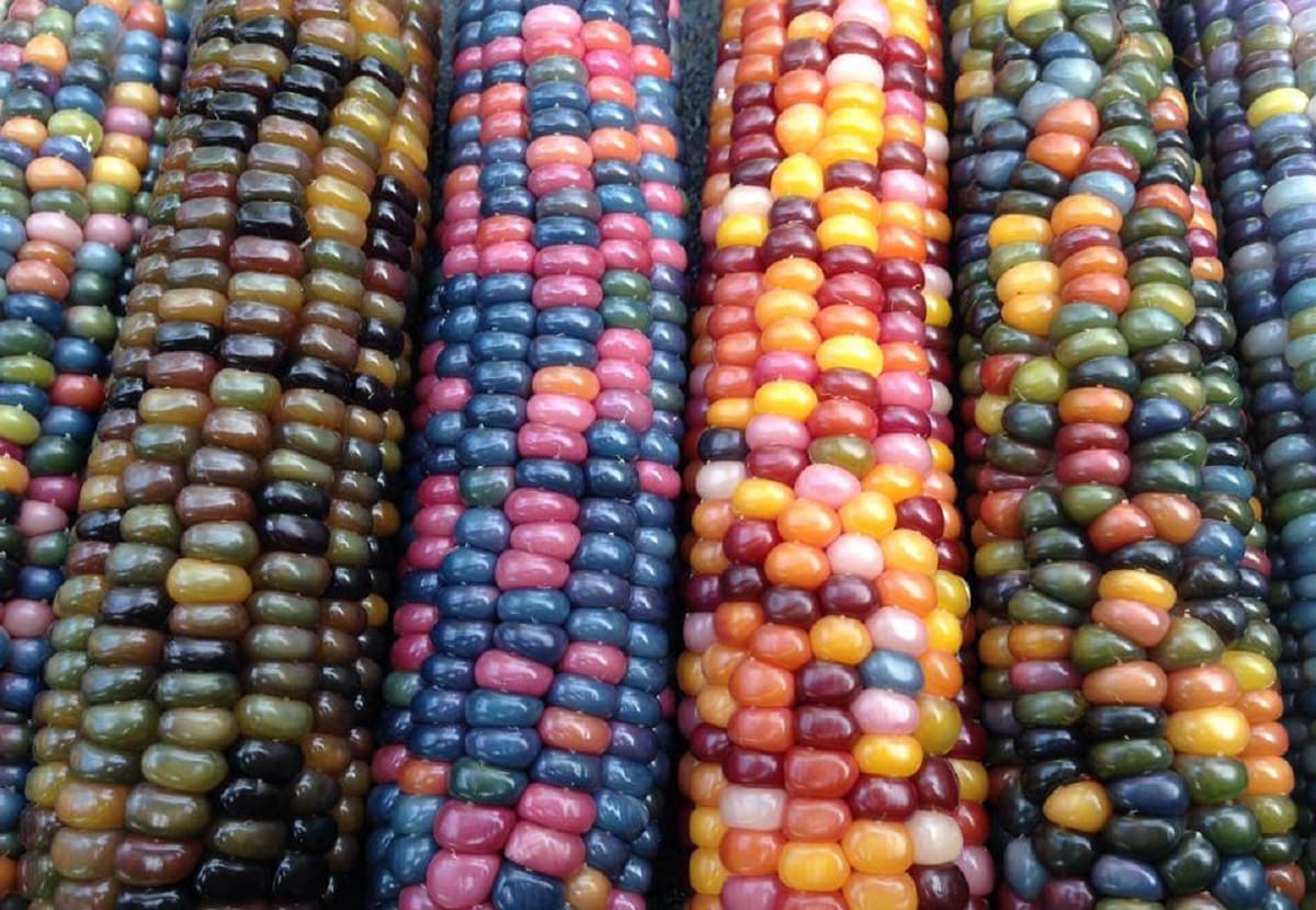 ¿Conoces el Glass Gem? El maíz más bello del mundo que se cultiva en el Valle de Tehuacán 5 maiz de colores Puebla