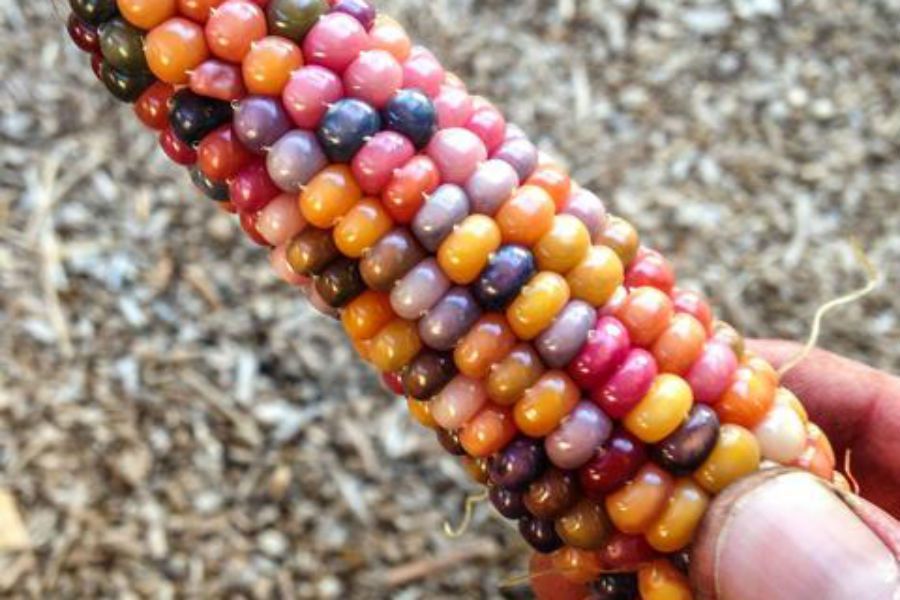 maiz de colores