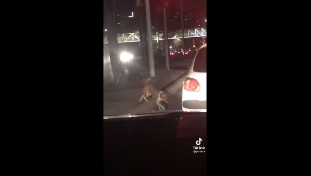 perrito