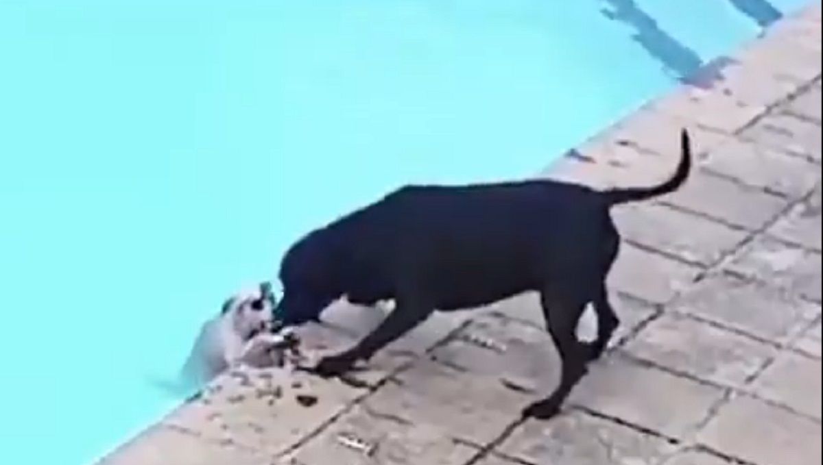 VIDEO: Héroe de cuatro patas, perro salva de ser ahogado a otro canino 2 perrito salva a otro de ser ahogado