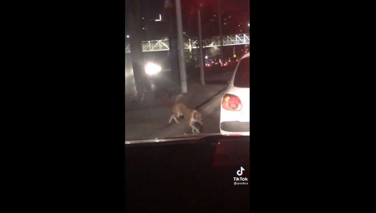 VIDEO VIRAL: El momento exacto en el que adoptan a un lomito de la calle 1 perrito