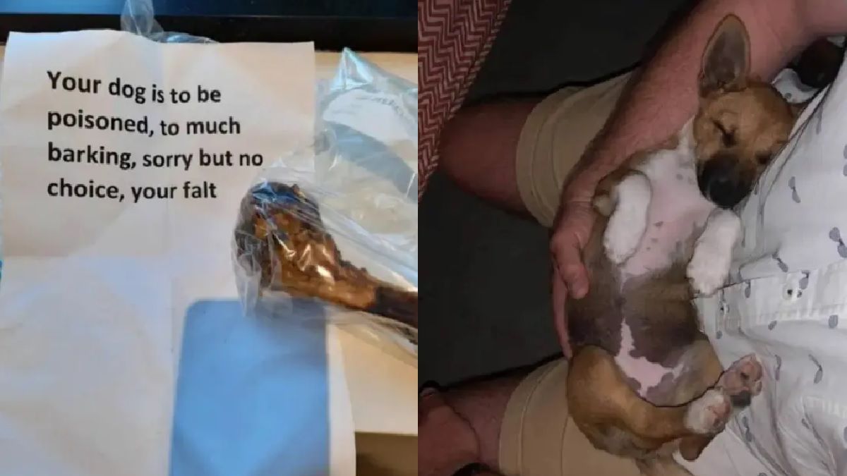 "Tu perro fue envenenado porque ladra mucho", la nota que una mujer encontró en su jardín 2 perro 1