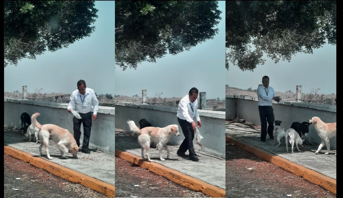 ¡Héroe! Conductor detiene autobús sobre la Autopista Atlixcáyotl para alimentar a los perros 1 perros