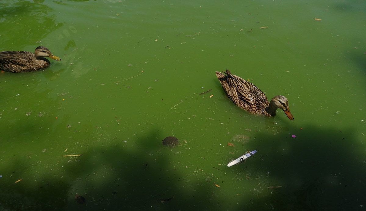 Cerdos: Tiran prueba de embarazo en lago del Parque Ecológico 2 prueba de embarazo parque ecologico