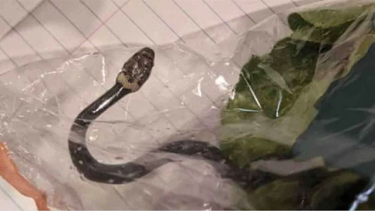 Pareja encuentra serpiente venenosa dentro de la bolsa del super en Australia 2 serpiente