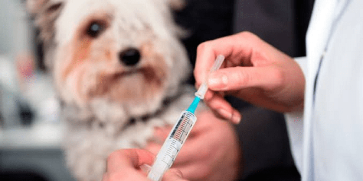 vacuna para perros