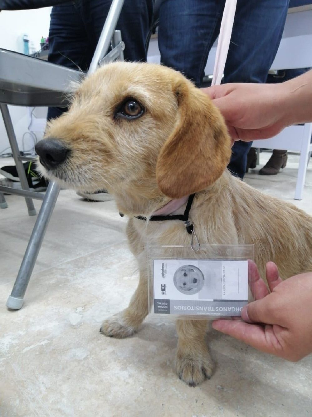 votito la nueva mascota del IEE