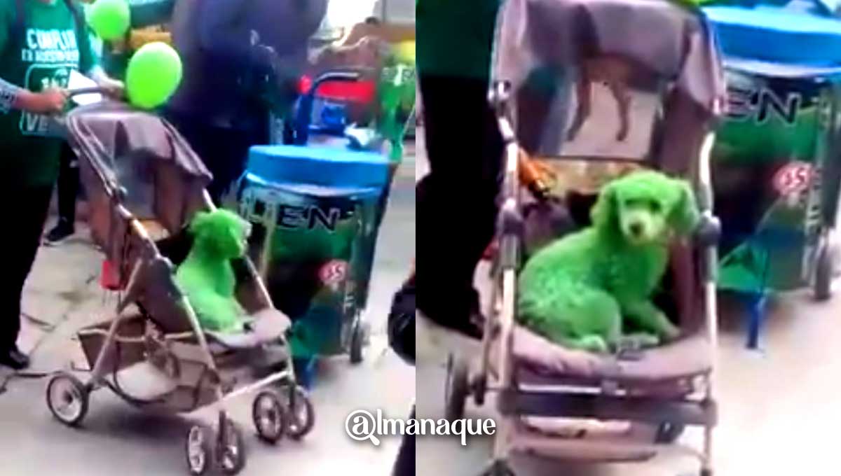¿Y el maltrato animal? : Candidato poblano del Verde pinta a perro para hacer campaña 3 Perro pintado de verde en un evento del partido verde en Ocoyucan