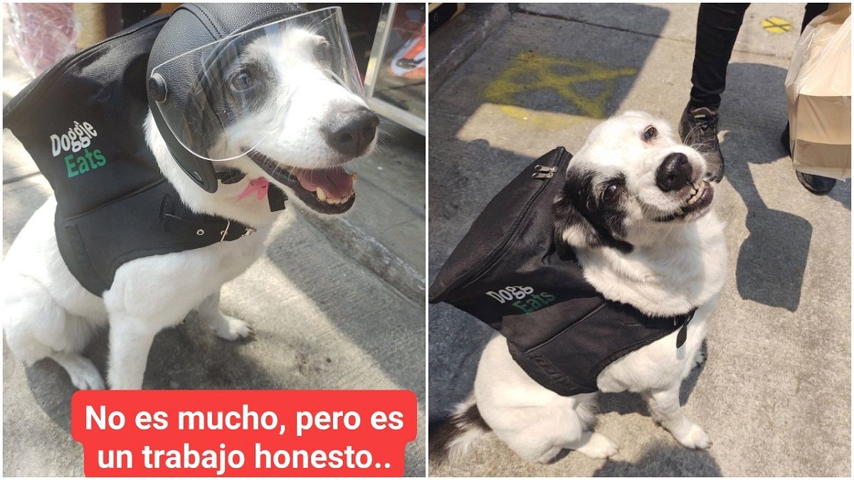 VIDEO: Perrita se vuelve viral por repartir comida para ayudar a su refugio 2 any perra