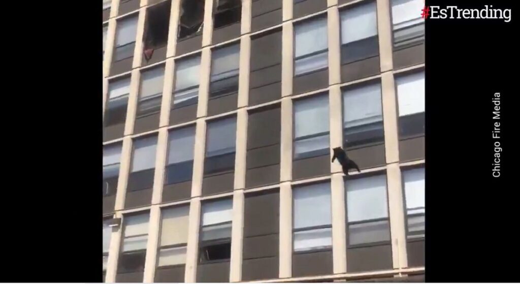 gato se lanza de edificio