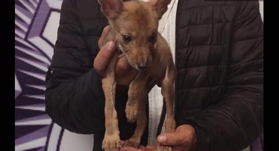 Detienen a hombre por intentar vender coyote en Cruz del Sur 2 hombre intento vender a su coyote