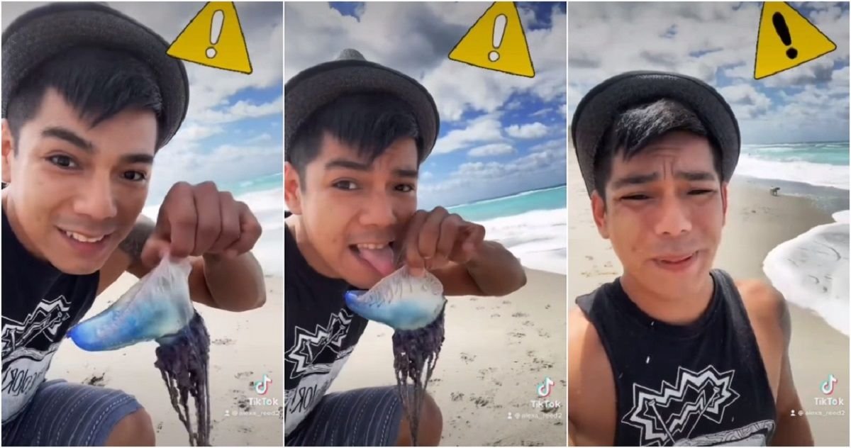 VIDEO: Tiktoker cree que lame una medusa en playa… pero en realidad era un animal venenoso 2 medusa
