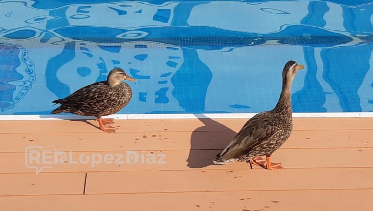 FOTO: Patos migratorios aterrizan en alberca del Parque España de Puebla 1 patos