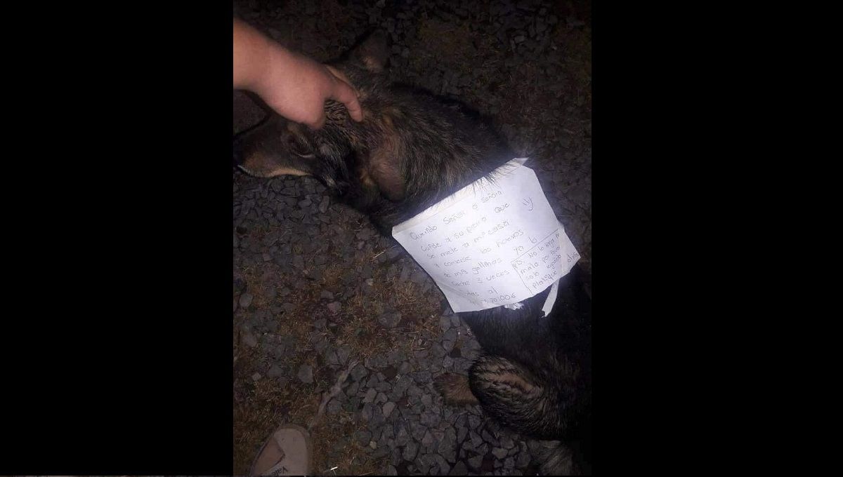 "Platique con él": Niña acusa a perro de comerse los huevos de sus gallinas y se vuelve viral 2 perro 1