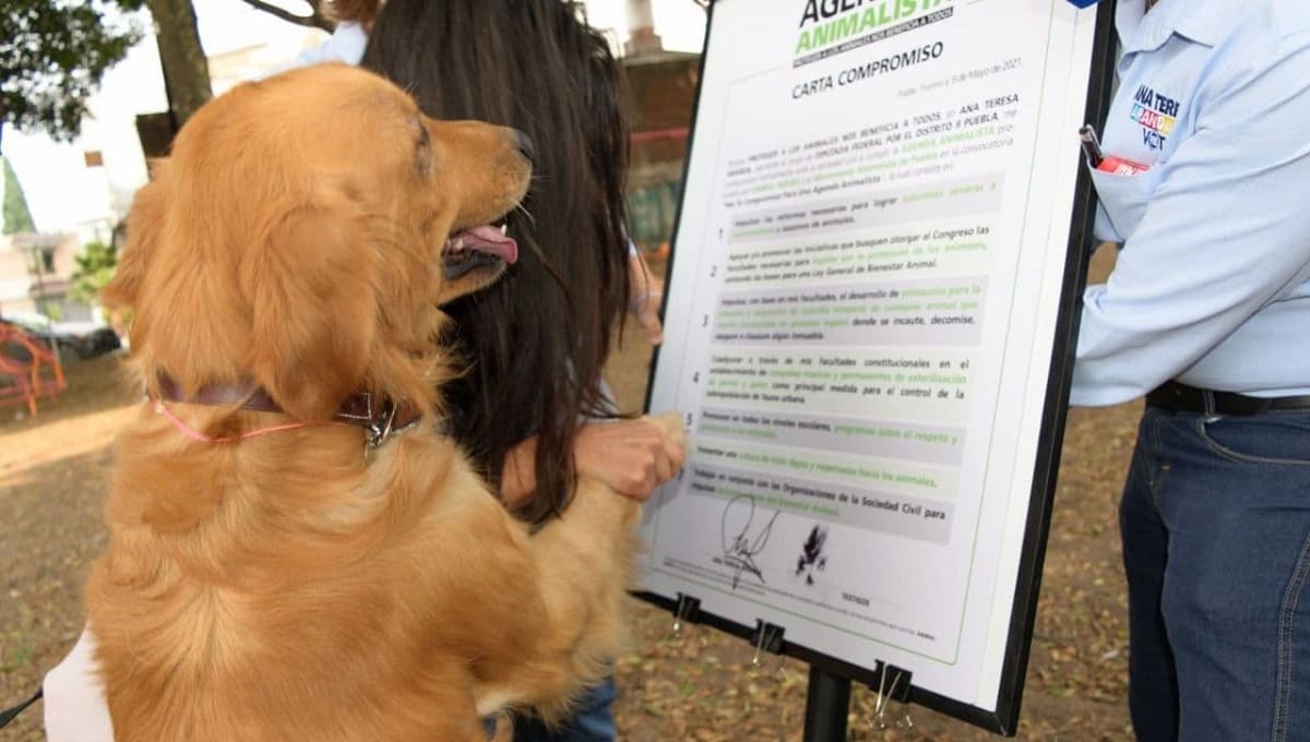 Candidata del PAN en Puebla pone a perro a firmar sus compromisos 4 perro 2
