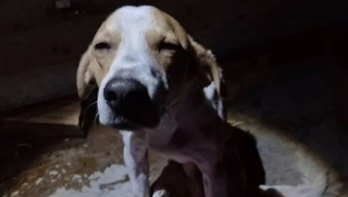 ¡Héroe! Perro es apuñalado por defender a su dueña del ataque de su esposo 3 perro heroe. 1