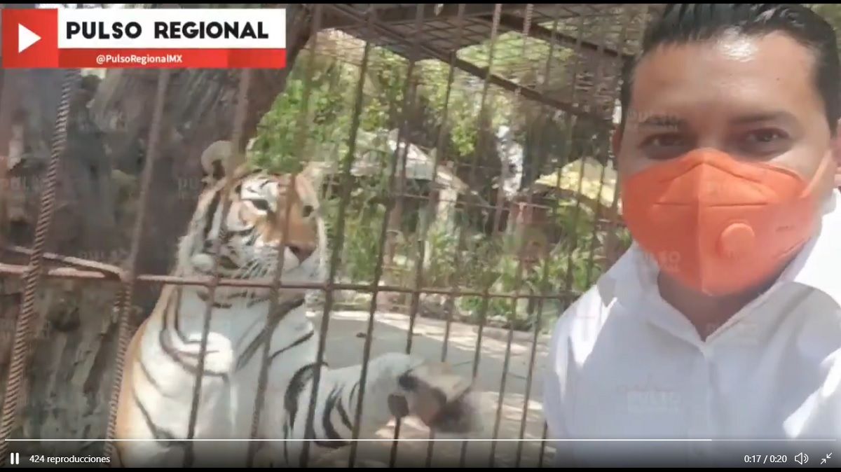 Tigre intenta atacar a candidato de Tehuacán mientras grababa un video 2 pulso