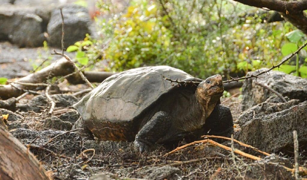 tortuga 1