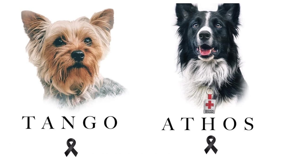 ¡Justicia para Athos y Tango! Matan a perritos rescatistas con salchichas envenenadas 3 Athos y Tango 1