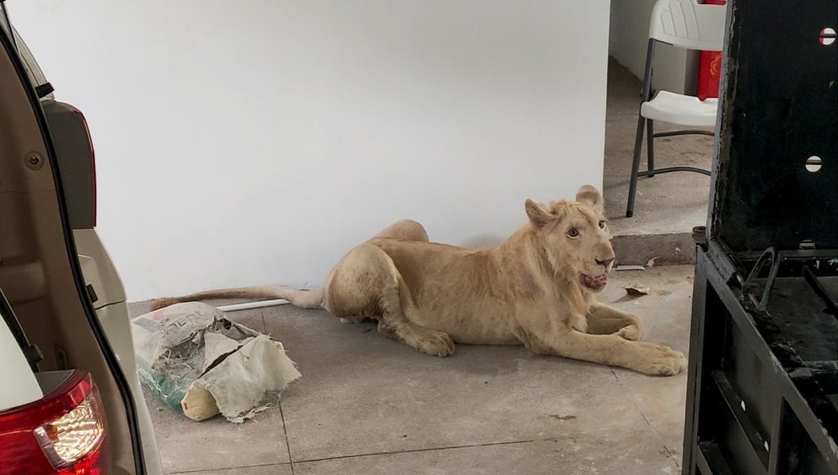 Rescatan a león que era utilizado para videos de TikTok 2 Leon 1