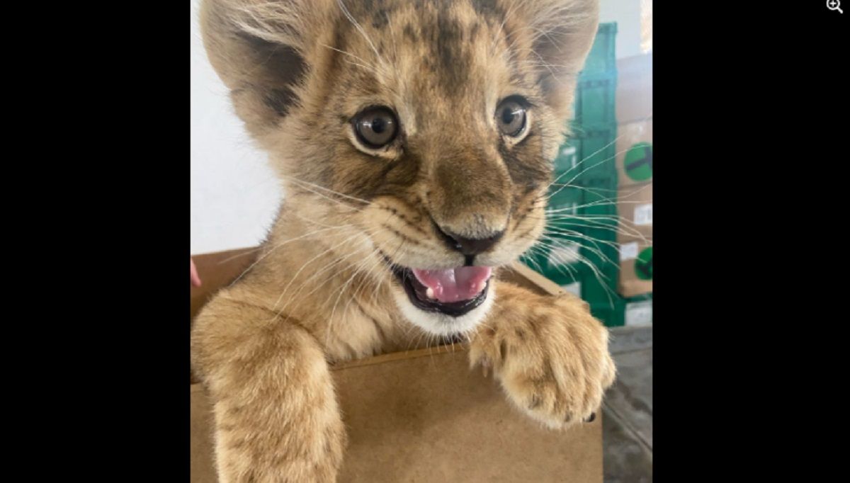 FOTOS: Rescatan a cachorra de león africano en aeropuerto de Ciudad Juárez 2 Leon