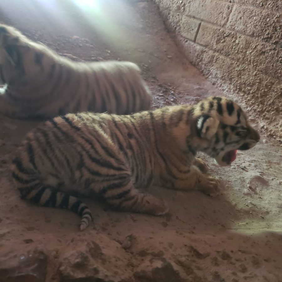 Ligres cria nace en chihuahua 01 900x900 1
