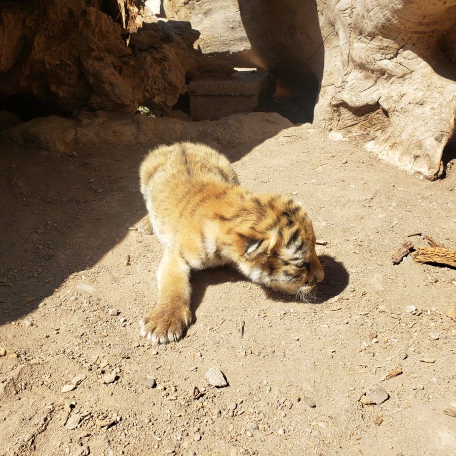 Ligres cria nace en chihuahua 06 900x900 1
