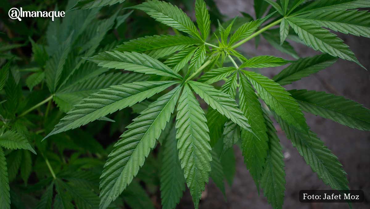 Movimiento Cannabico 420 1