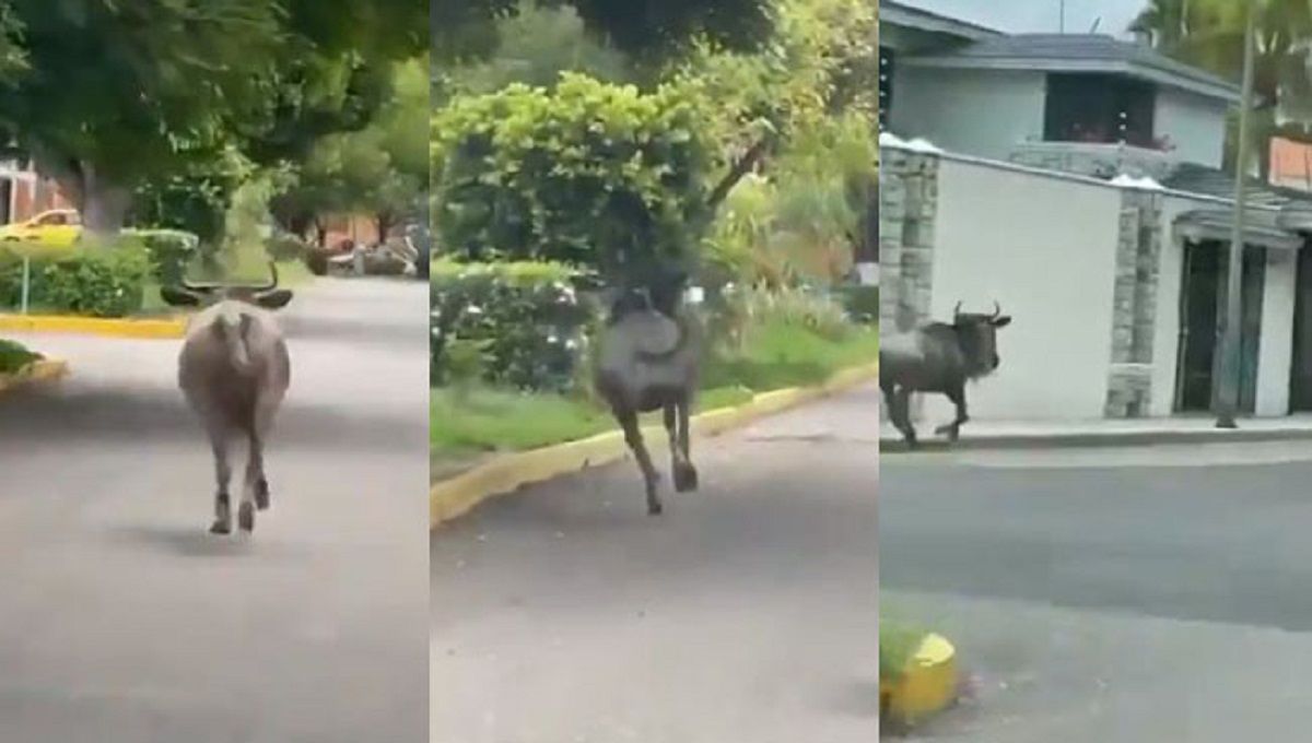 VIDEO: Captan un antílope africano "Ñu" mientras corría en las calles de Tehuacán 2 antilope