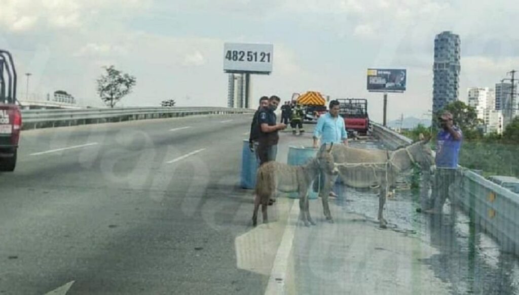 burros periferico. 1